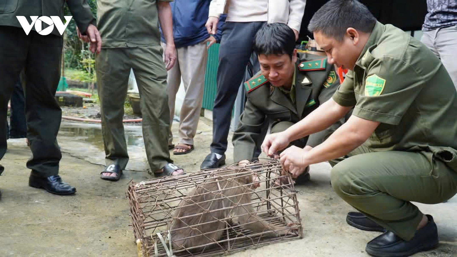 Con khỉ phá phách nhà dân bị bắt, thuộc loài quý hiếm